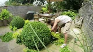 Topiary  short version annual shaping of Buxus Sempervirens box  Notting Hill [upl. by Hocker]