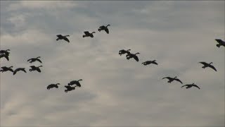 Waterfowler Migration Mafia trailer HD [upl. by Lerrad342]