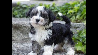 Havanese Puppies for Sale [upl. by Htebazileharas]