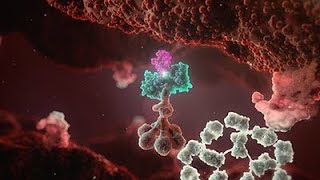 Cold Agglutinin Disease Animation  Mechanism of Disease [upl. by Tabina]