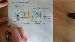 Protein Folding and Protein Folding Diseases Part 5 [upl. by Freberg]