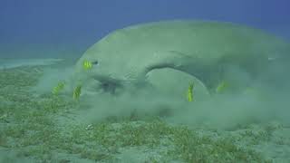 Dugong the Water Pigs  Fun Facts [upl. by Llertnac]