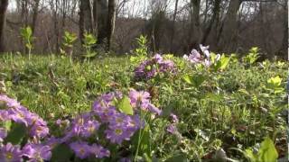 Spring in Sinemorets South East Bulgaria [upl. by Rumney]