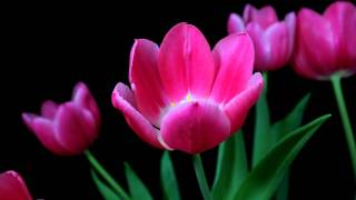 Time lapse tulips blooming [upl. by Isyak]