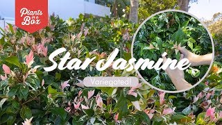 How does Variegated Star Jasmine grow Does she have flowers and is she scented [upl. by Ansell465]