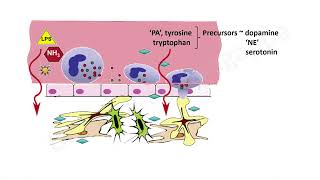 Hepatic Encephalopathy PathogenesisTrainee Tutorials [upl. by Atthia]