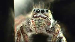 Phidippus Carolinensis Jumping Spiders [upl. by Ssur]