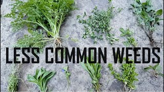 Identifying Less Common Weeds  Weed Identification [upl. by Mercuri]