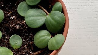 Propagating Peperomia quotHopequot  December 24 [upl. by Tawney]