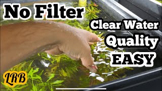 How To  No Filter Aquarium Replant and Dealing with Excess Mulm Detritus [upl. by Vacuva291]