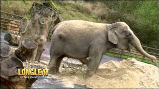 Anne the Elephant Arrives at Longleat Safari Park [upl. by Lerret]