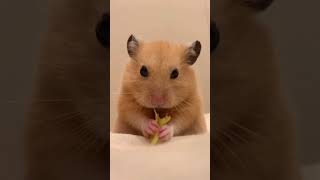 Hamster Lovers Rejoice The TOP Care Hacks Are Here hamsters 倉鼠 [upl. by Saretta]