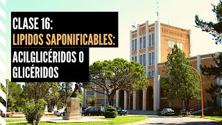 Lípidos Saponificables Acilglicéridos o Glicéridos [upl. by Annawik]