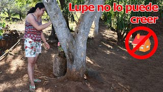 Reacción de Lupe ante la noticia no hay casa – Ediciones Mendoza [upl. by Irehs883]