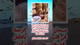 أسد يرفق بطفل و لم يفترسه معلومات ثقافة عامة ثقافةعامة [upl. by Assiran905]