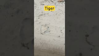 Tiger 😱 Big Pugmark Jim Corbett National Park shorts jimcorbett tiger [upl. by Aleakim833]