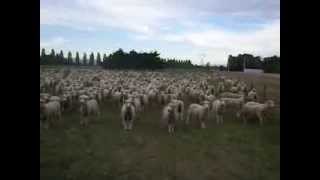 Sheep Protesting  FREAKING HILARIOUS Original Upload 2 [upl. by Dedra]