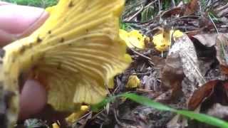 Cantharellus Cibarius a primeros de junio 2014 rebozuelo xixahori [upl. by Willie]