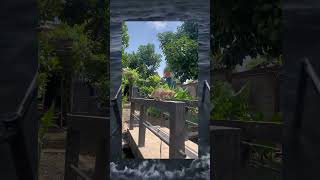 Kitten walking in the bridge🐈 shorts cat pets funnycats viralvideo viralshorts [upl. by Dominy]