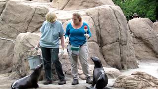 Bronx Zoo Sea Lion Feeding [upl. by Hashum]