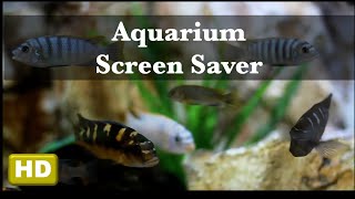 Aquarium Fish Tank Background and Screensaver  1 Hour  HD [upl. by Flaherty]