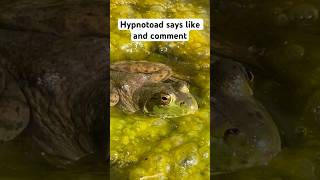 Everybody Loves Hypnotoad [upl. by Ayahsey]