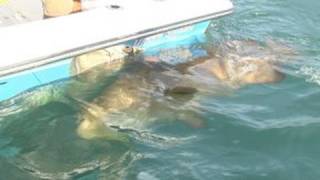 Fort Myers Goliath Grouper Charters Huge Fish Chew On This [upl. by Sotsirhc]