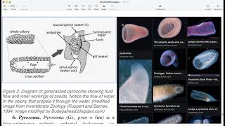 Zoology BSc Yr2 III Pyrosoma General Anatomy amp Life cycle p1 [upl. by Lamej366]