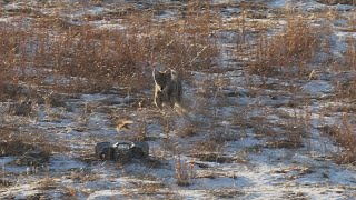 Awesome Coyote Hunting in the South Dakota Sandhills Predator Hunting SUPPRESSED quotLUCIDquot [upl. by Streetman34]