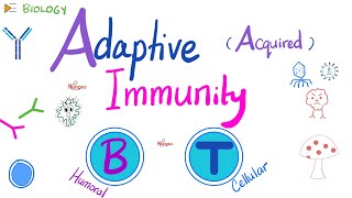 Adaptive Acquired Immunity  Immunology  Biology 🧬 of Immune System [upl. by Aniluap]