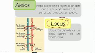 Genética Mendeliana 1 Conceptos básicos [upl. by Ramhaj]