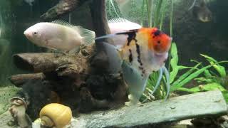 RTL6 JUNE Aquarium  Fishtank  EYEquarium 12quot status [upl. by Innis130]