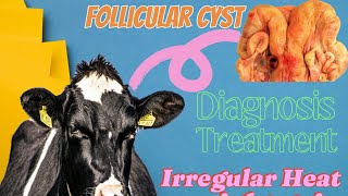 Follicular Cyst In Cattle  Follicular Cyst In Cow  Follicular Cyst kiya hota hy [upl. by Sension]