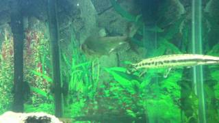 Predatory Fish tank Feeding Gars fight for fish [upl. by Amand580]