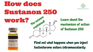 How Sustanon 250 works Find out what happens to the testosterone esters when you inject them [upl. by Sanbo171]