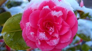 Camellia flower HD1080p [upl. by Samtsirhc]