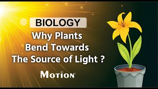 Phototropism Explained I Motion Foundation [upl. by Ahsikad]