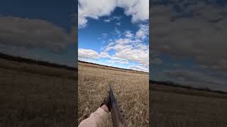 BUSTING BOBWHITE QUAIL NEW MEXICO hunting birddog quailhunting outdoors newmexico shorts [upl. by Audrie]