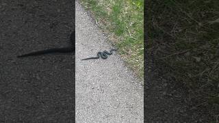 “Rästik” is Estonias most venomous snake here 🐍 nature snakevideo rästik venomous [upl. by Innej]