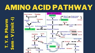 Amino Acid Pathway Pharmacognosy [upl. by Ahtnamas19]