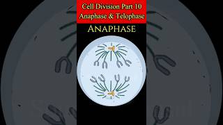 Animation of Anaphase amp Telophase of Mitosis cell division anaphase telophase shorts viralvideo [upl. by Omer]