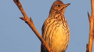 Song Thrush Male singing [upl. by Ano]