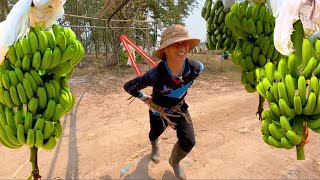 Soy bananero por un día en Honduras 🍌🇭🇳 Así se siembra corta y empaca bananos [upl. by Etnoved261]