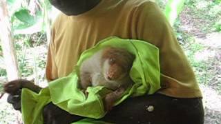 Cuscus eating banana [upl. by Mickey]