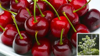 How to Plant Cherry Trees Easy Fruit Planting Guide [upl. by Amhser54]