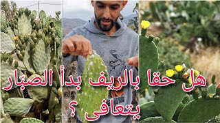 هل نشهد نهاية نبتة الصبار بالريف؟ north morocco [upl. by Acinaj]