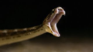 Comparing the Spectacled Cobra Bite vs Saw Scaled Viper Bite in SLOWMO  BBC Earth [upl. by Iran]