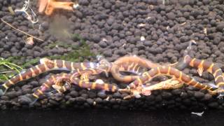 Kuhli Loach  feeding time [upl. by Godspeed]