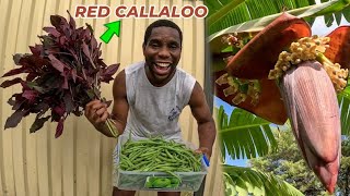 RED CALLALOO My Banana Blossom Sorrel Transplant amp Dwarf Beans Harvest Australia 🇦🇺 [upl. by Showker]