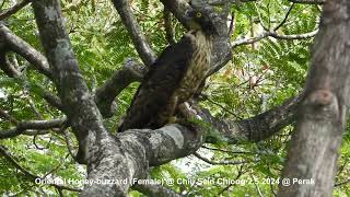 Oriental Honeybuzzard Pernis Ptilorhynchus torquatus  Female amp Chicks  Chiu S C DSCN6882 [upl. by Aihsenyt]